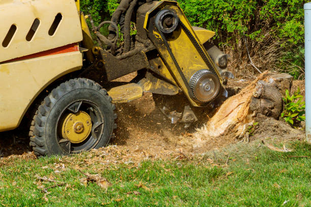 Seasonal Cleanup (Spring/Fall) in Danville, PA